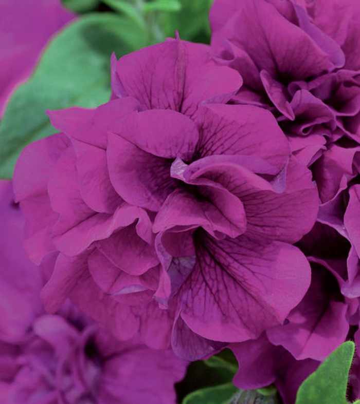 Сурфиния Дубль Лилак